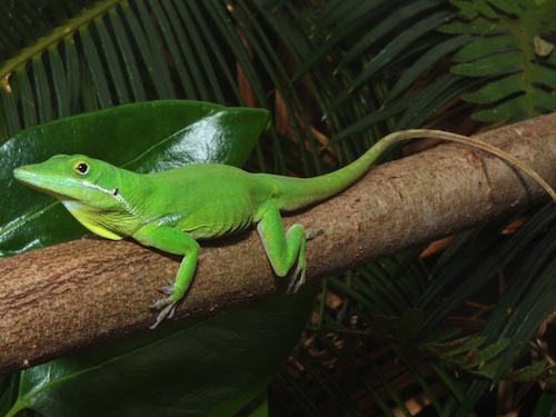 White-lipped Anole For Sale,